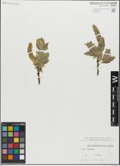 Foto von Salix glandulifera Flod. x Salix lanata L.